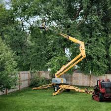 Trusted La Paloma, TX Tree Care Experts