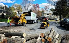 Best Hazardous Tree Removal  in La Paloma, TX