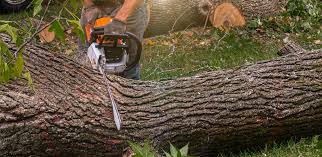 Best Fruit Tree Pruning  in La Paloma, TX