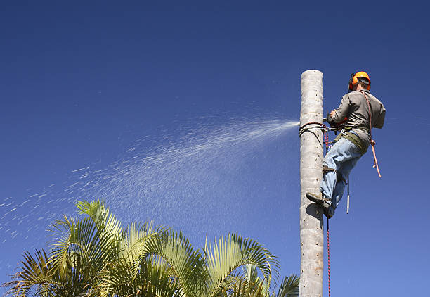 How Our Tree Care Process Works  in  La Paloma, TX