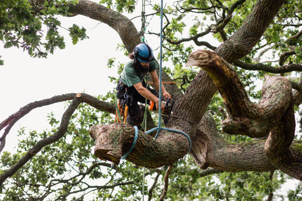 Best Storm Damage Tree Cleanup  in La Paloma, TX