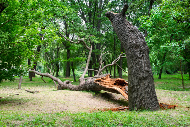 Best Tree Risk Assessment  in La Paloma, TX