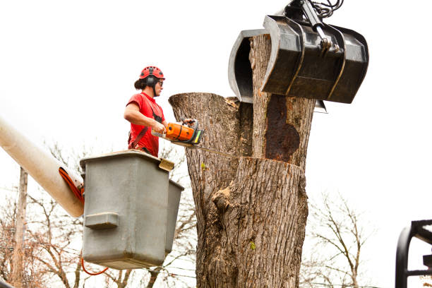 Best Tree and Shrub Care  in La Paloma, TX